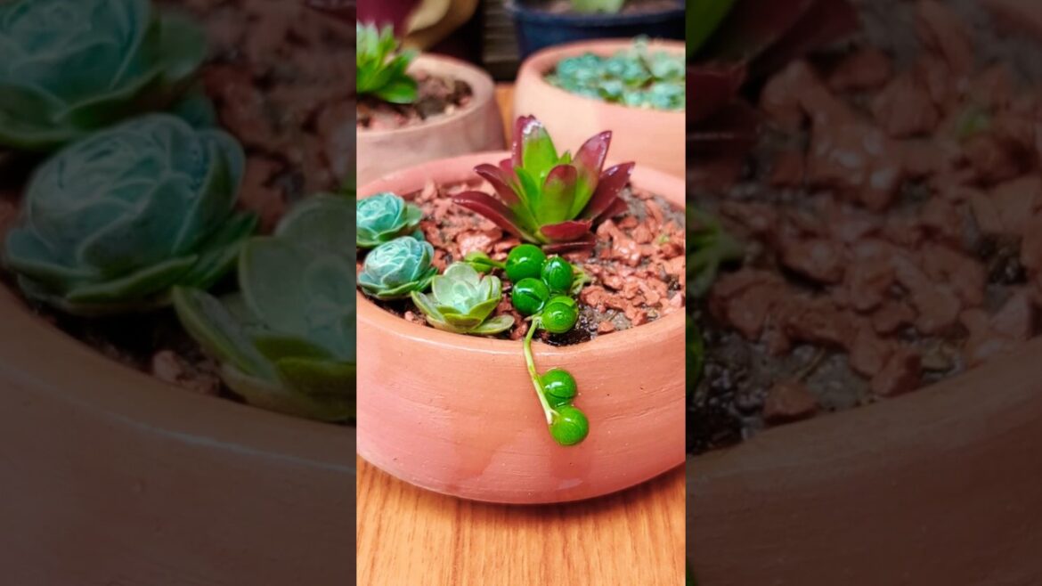 Succulent Arrangement Tips #succulent #shorts Succulent Arrangement Tips #succulent #shorts