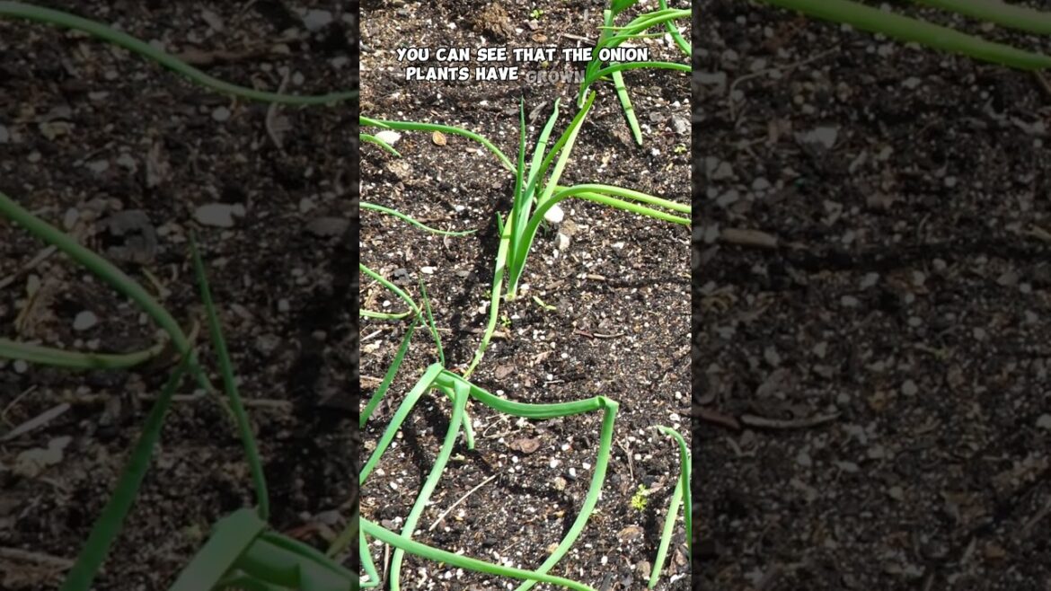 California Gardening: Easy Onion Growing from Sets! π§
πΏ #Shorts Easy Onion Growing from Sets! π§
πΏ #Shorts