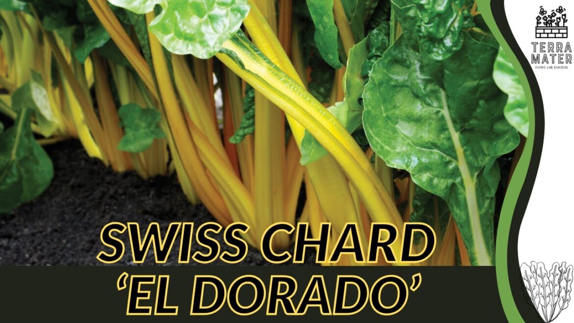 EL DORADO SWISS CHARD (Beta vulgaris) | Colorful Foliage for Your Garden EL DORADO SWISS CHARD (Beta vulgaris) | Colorful Foliage for Your Garden