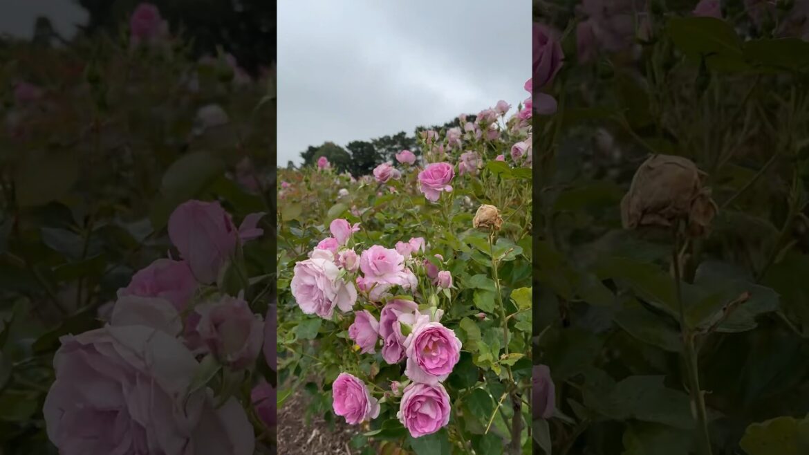 Light violet rose 🥀 🍃🥀 #rose #garden #trending #trend #viral #yt #youtubeshorts #youtube #shorts