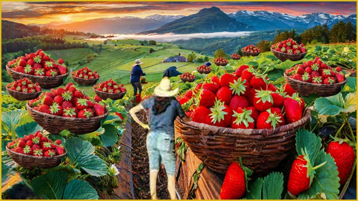 25 Growing strawberries at home is easy 🍓 How to grow strawberries from seeds simply