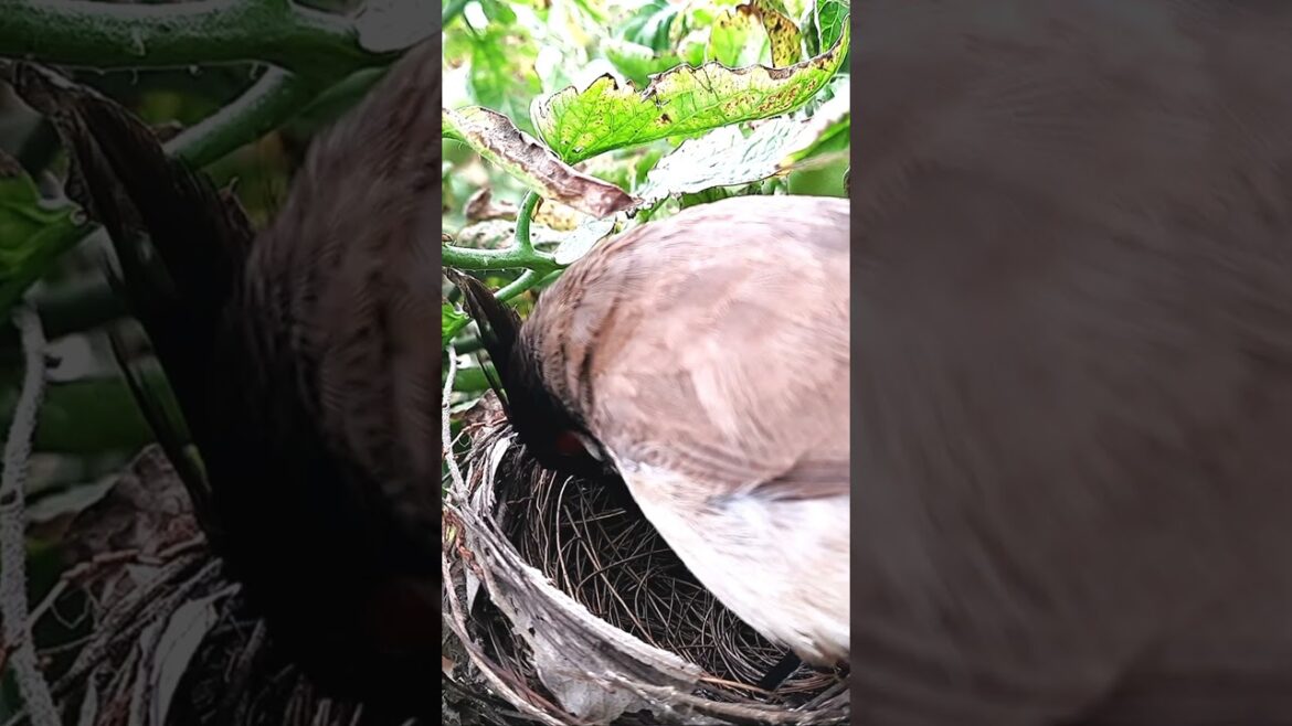 Bird Plans to PUSH CUCKOO EGG in NEST | EP 100 Day 5 |  #birdfeeding #birds #birdwatching #nature Bird Plans to PUSH CUCKOO EGG in NEST | EP 100 Day 5 |  #birdfeeding #birds #birdwatching #nature