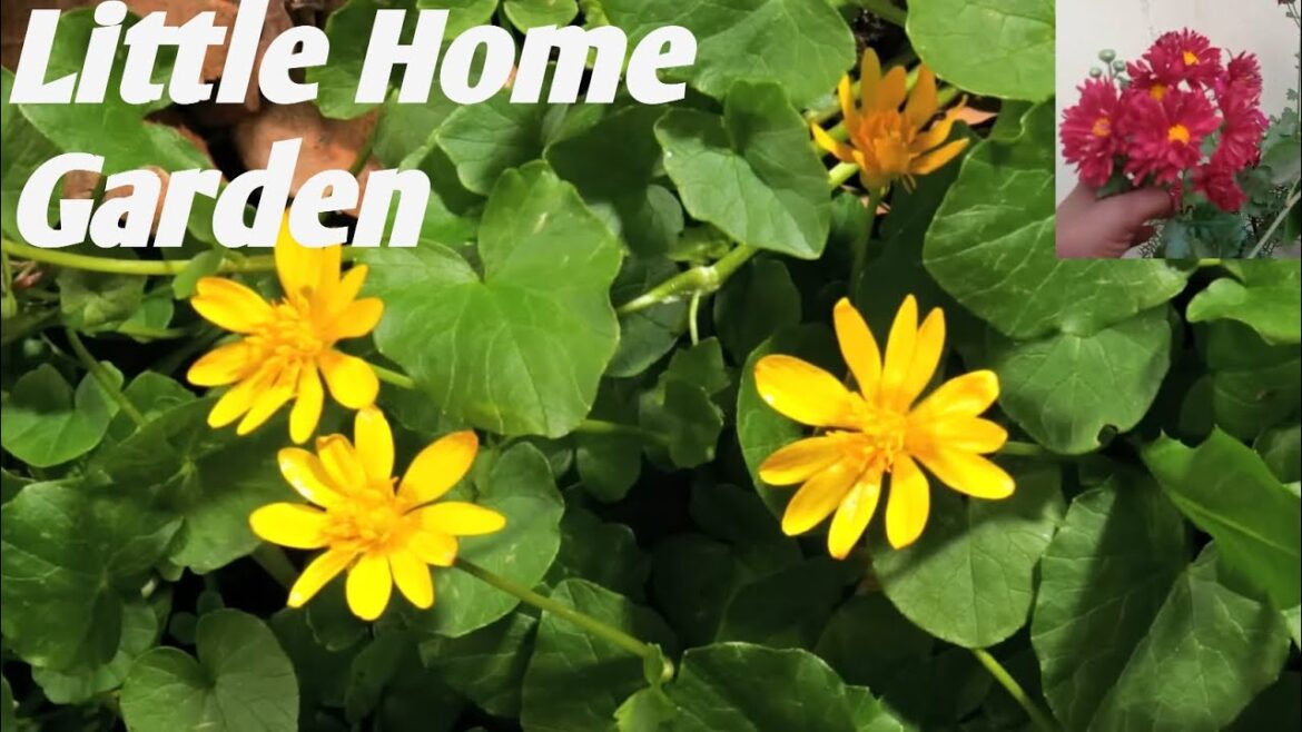 Little Home Garden || Beautiful Flowers || Home Garden Flowers || @HRVideos1025