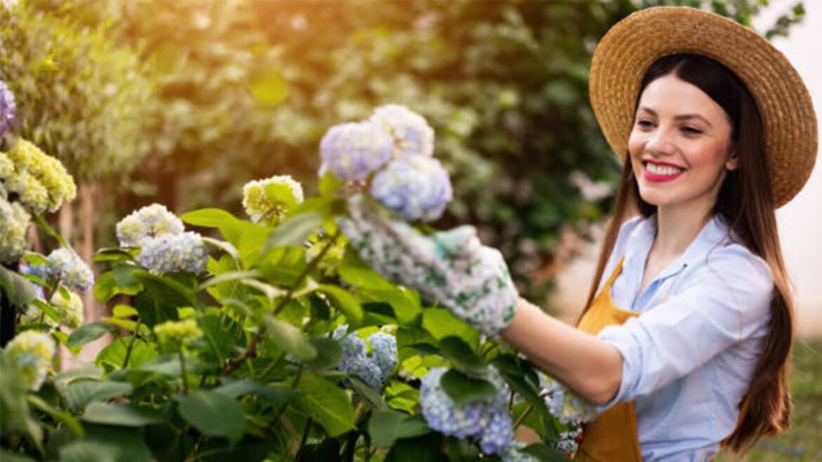 Gardening Method To Get Hydrangeas To Flower Brightly Before Autumn