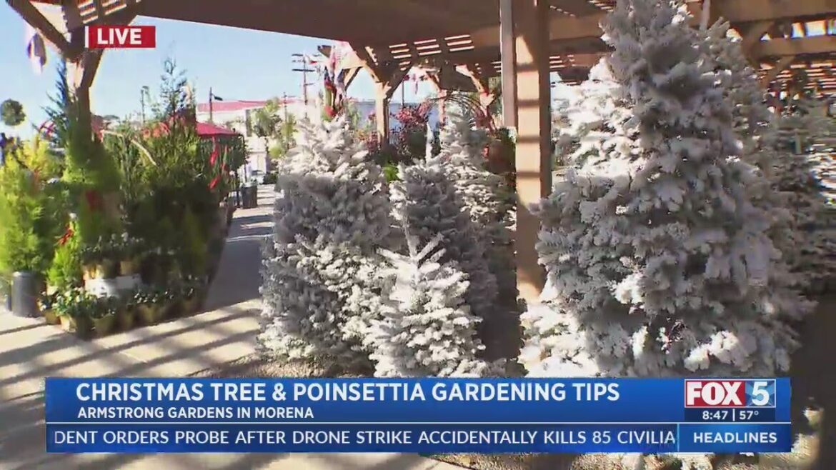 Christmas Tree and Poinsettia Gardening Tips Christmas Tree and Poinsettia Gardening Tips