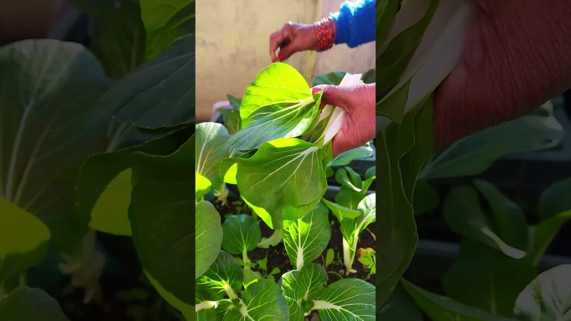 Harvesting Pak choi from plastic crates & container | Terrace kitchen gardening