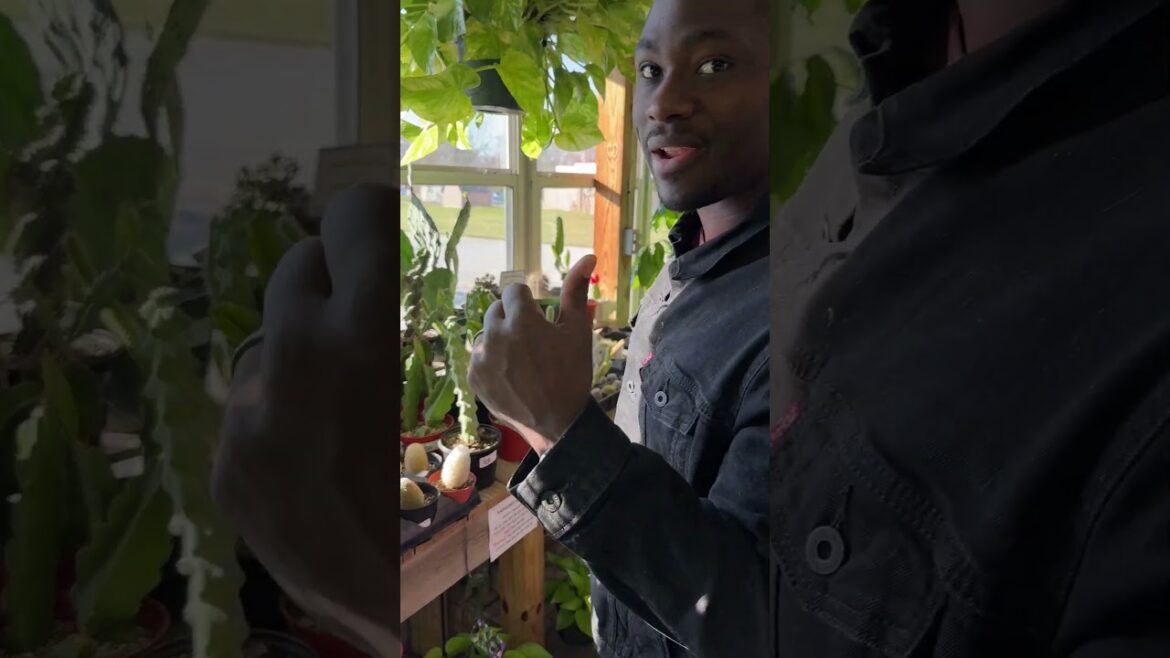 Dammann’s Garden Company Dammann's Garden Company