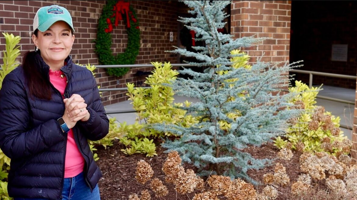 Winter Landscape Refresh In Time For the Holidays