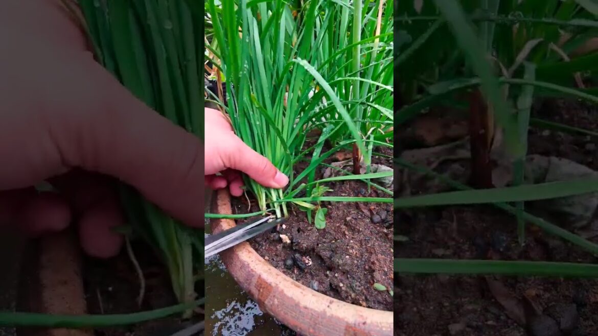 I  growing garden and vegetable by MeiMei  #shorts #garden #vegetable