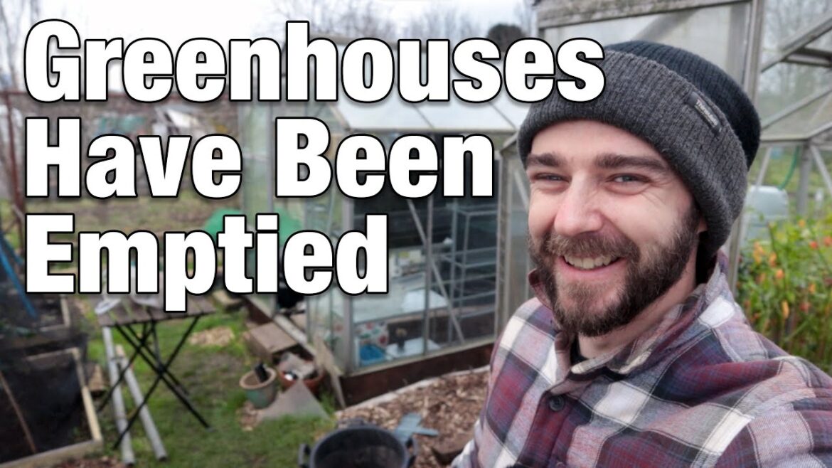 The Big Tidy! | Final Chilli Harvests