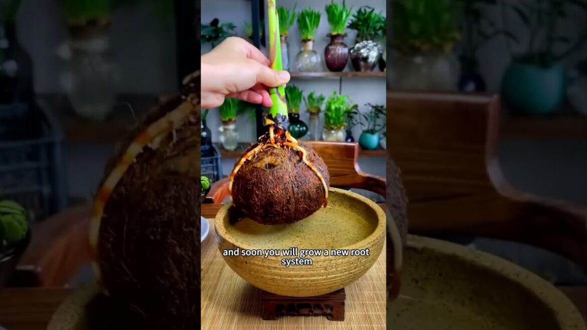 How to Sprout Coconut Hydroponically At Home ? : Easy Tricks #gardentips #flowertips How to Sprout Coconut Hydroponically At Home ? : Easy Tricks #gardentips #flowertips