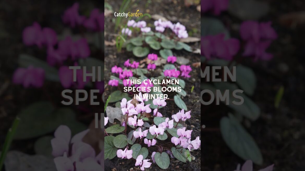 Top 4 Early Spring Plants for Your Amazing Yard 🌸🌱🌸 // #shorts  #gardening