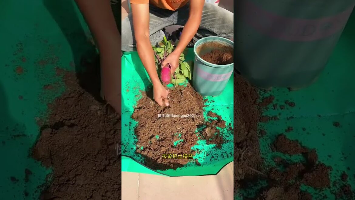 Grow gardening at home with best idea #ideagarden #lifegarden Grow gardening at home with best idea #ideagarden #lifegarden