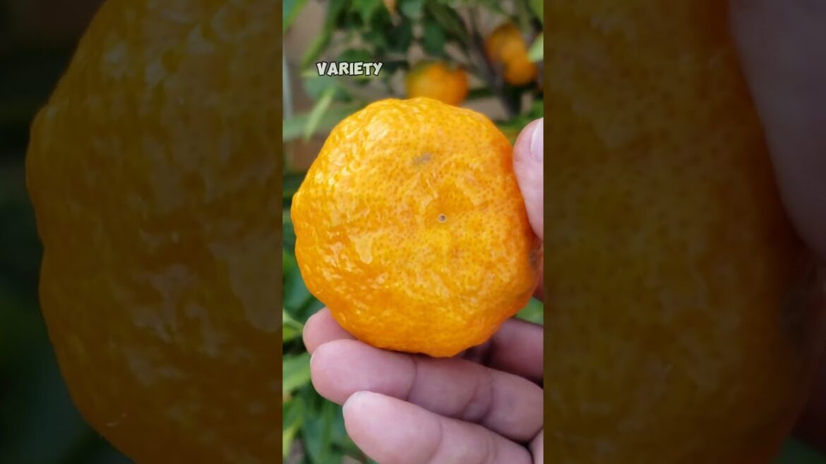 California Gardening: January Garden Harvests Unveiled! 🌱❄️ #Shorts January Garden Harvests Unveiled! 🌱❄️ #Shorts