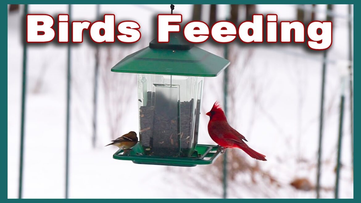 Kaye Kittrell: FOR BIRD LOVERS ~ Birds at the Feeder on Snow Day 2 FOR BIRD LOVERS ~ Birds at the Feeder on Snow Day 2