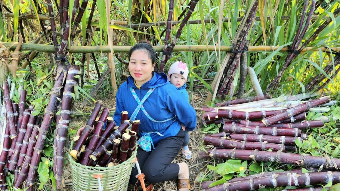 Harvesting Sugarcane to sell at the Market – Preparing to Make a Vegetable Gardening. Harvesting Sugarcane to sell at the Market - Preparing to Make a Vegetable Gardening.