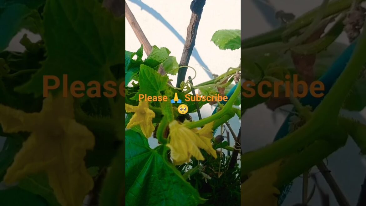 Hand pollination, Prevent πΏ premature Fruit drops #shorts #gardening Hand pollination, Prevent πΏ premature Fruit drops #shorts #gardening