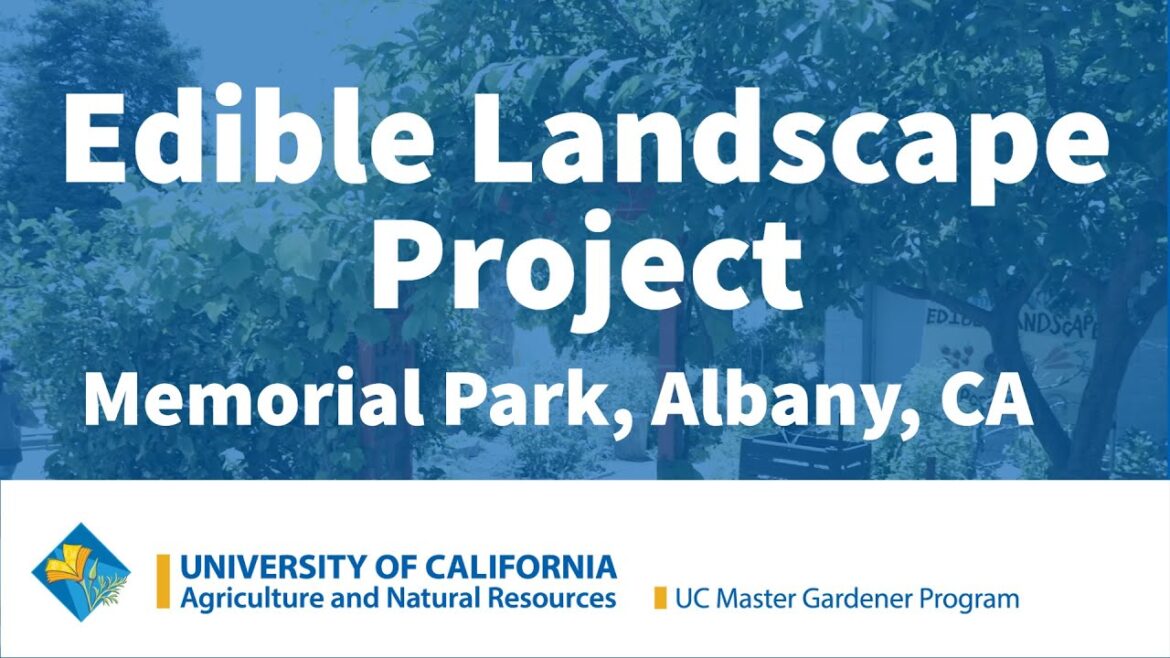 Edible Landscape Project in Memorial Park, Albany CA