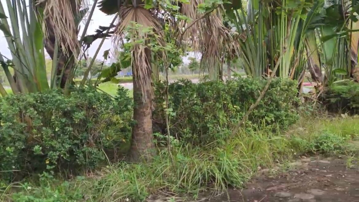 Sunshine Chronicles: A Perfect Day in the Glow