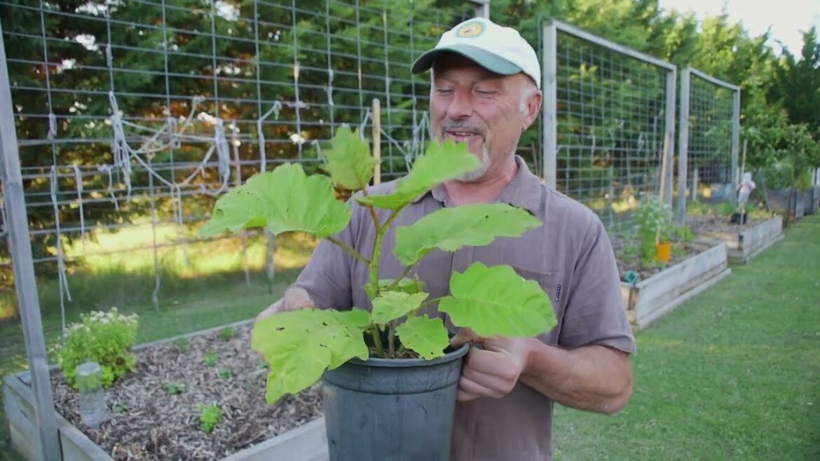 What Is The Devil Plant? What Is The Devil Plant?