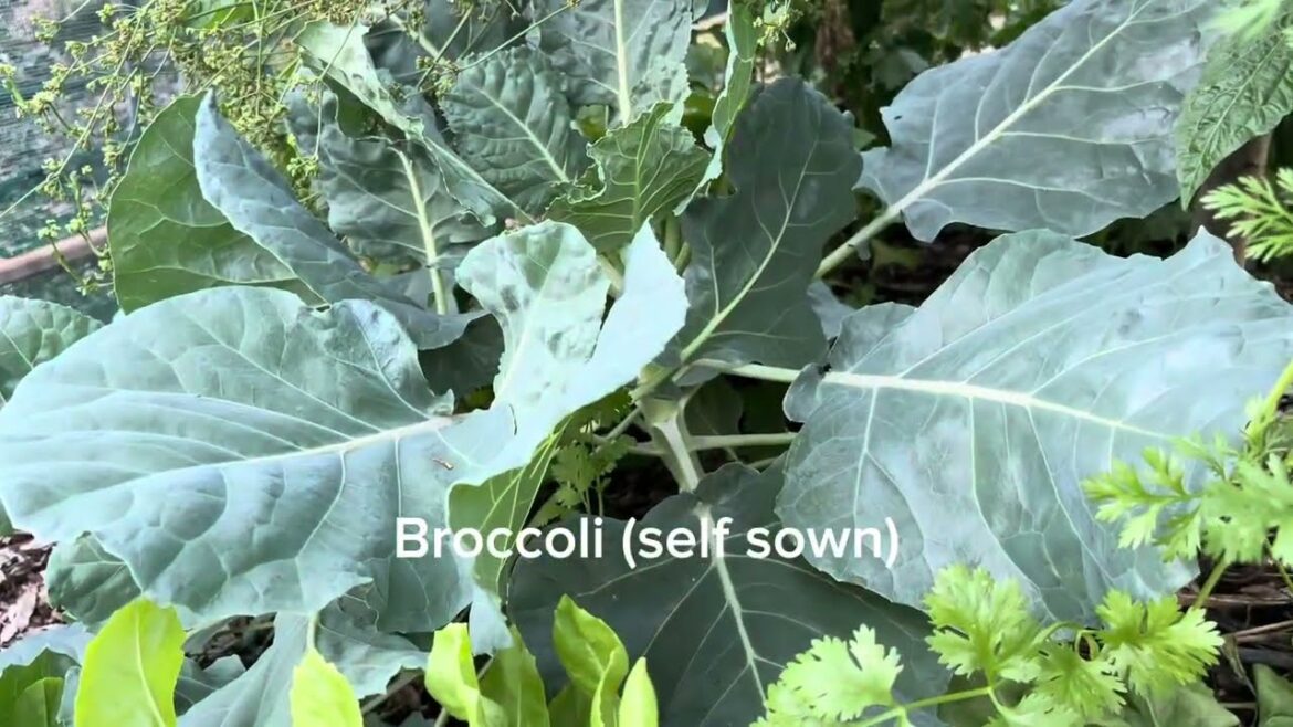 A full walkthrough of Nick’s edible garden shade house