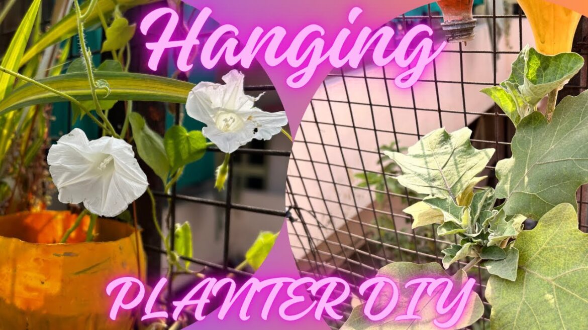 Hanging Planter Idea | TWO Plants in ONE Planter | Gardening Tips | Morning Glory & Brinjal