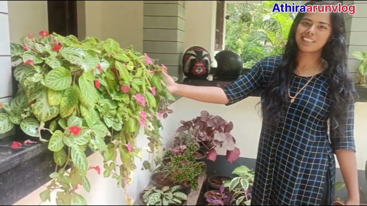 Garden tour🌷🌻🌹🌺#garden #youtube #trends #vlog #vadakara #home #flowers #flowerlover #gardening Garden tour🌷🌻🌹🌺#garden #youtube #trends #vlog #vadakara #home #flowers #flowerlover #gardening