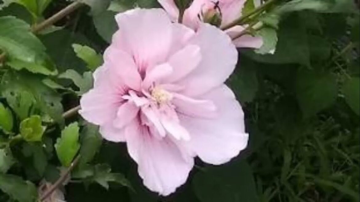 Garden Tips: ROSE OF SHARON! GREAT!