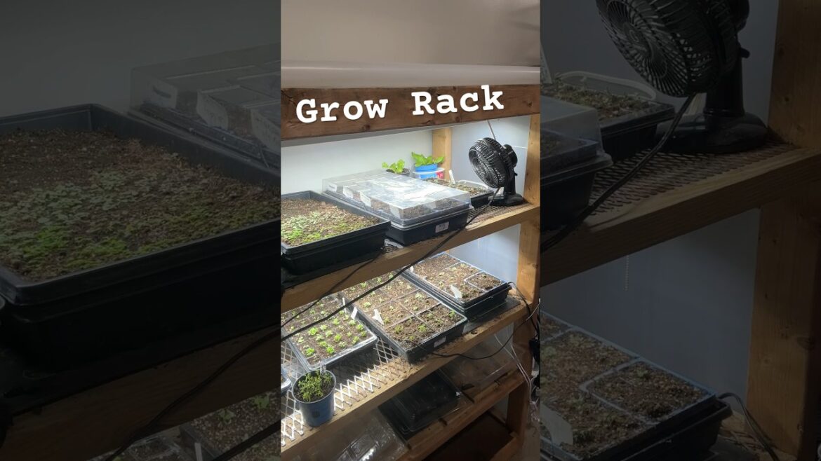 Grow Rack. A must have for a backyard Gardener #gardening #raisedbedgardening  #shorts