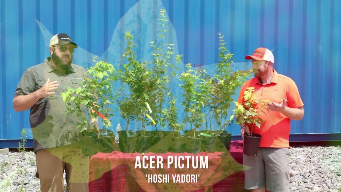 MrMaple Clips ~ Acer pictum ‘Hoshi yadori’ MrMaple Clips ~ Acer pictum 'Hoshi yadori'