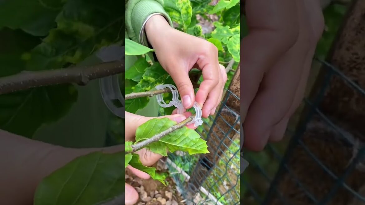 Gardening tie clips #gadgets #fyp #tkmademebuyit #garden #gardening #homeimprovement #gardeninghacks