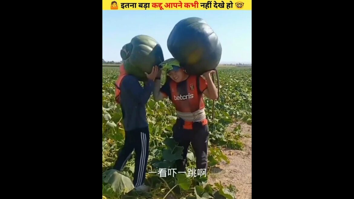 😱 इतना बड़ा कद्दू आपने कभी नहीं देखे हो 🤷#shorts #ytshorts #shortsfeed #shortvideo