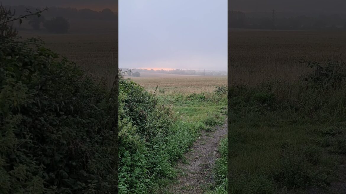 A gardener's view of the fields 21st August 2023 @veggiegardener