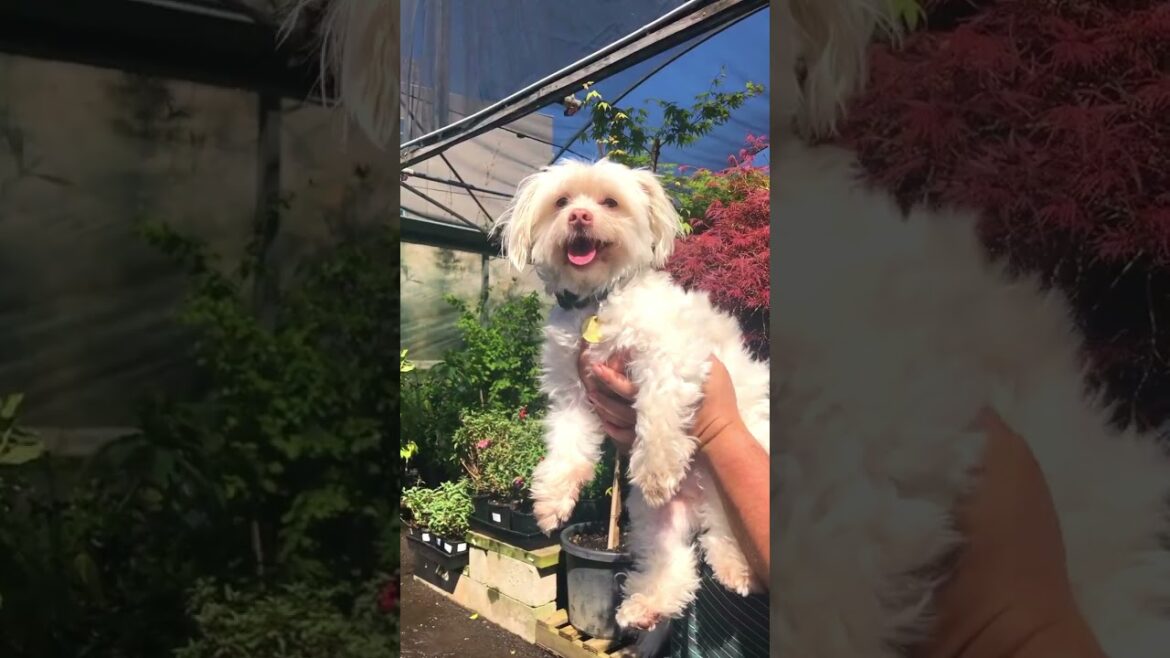 Cute puppies at our nursery🐕🦋🩷✨