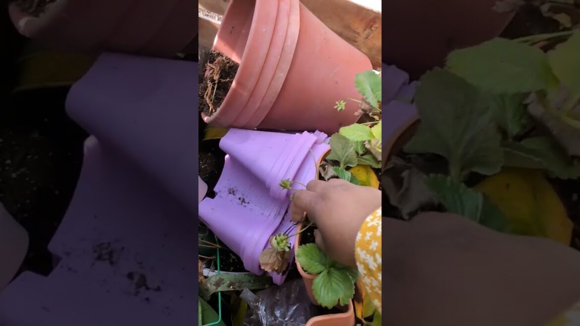 Garden #garden #gardening #gardentour #patiogarden #patio #vegetablegarden #vegetablegardening