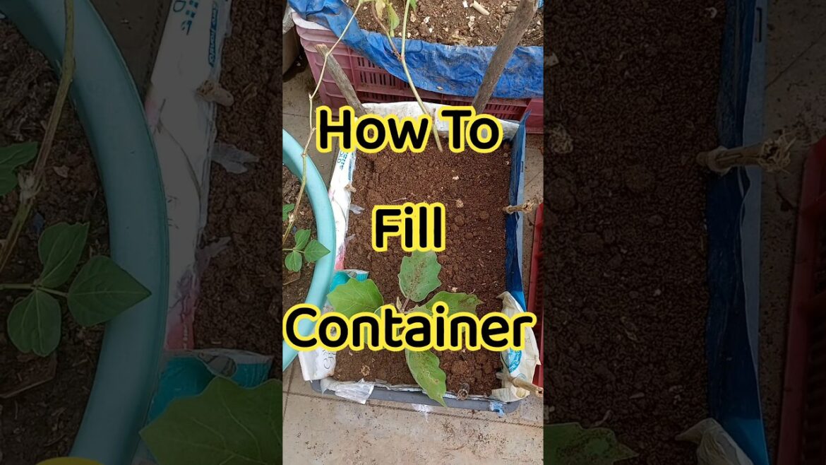 Half container filling #organic#gardening#plant @anusha bellam#shorts#grow #farming#ytshorts#grow
