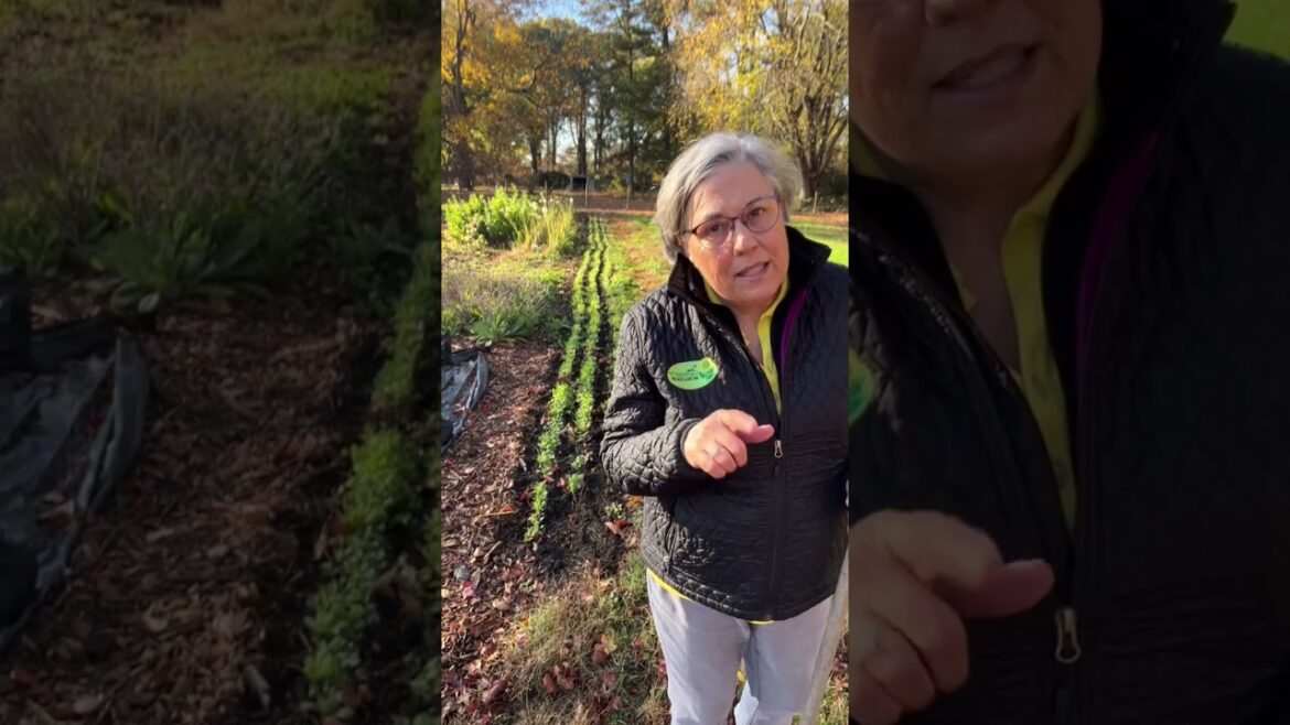 Make their gardening dreams come true! Find tools, seeds, supplies and my books over on my garden sh