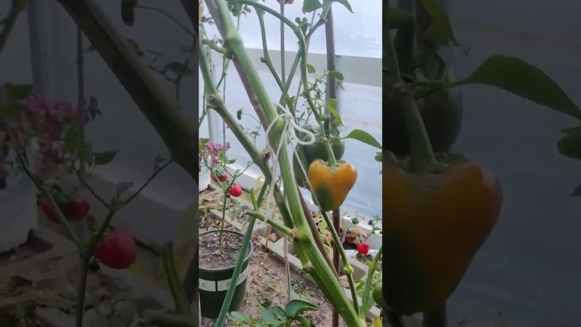 It's cold outside but I still have vegetables to harvest in our greenhouse