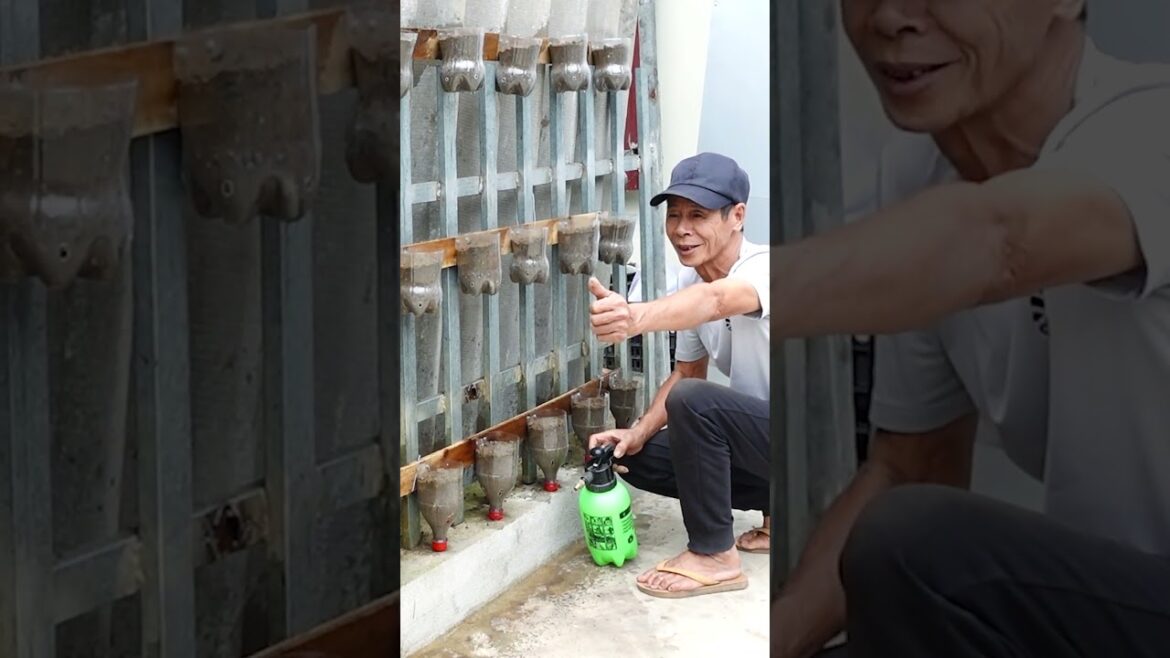 Unbelievably Beautiful Vegetable Wall, Recycled From A Series Of Plastic Bottles