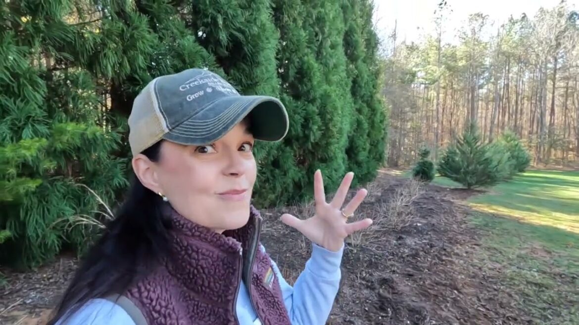 Backyard Winter Garden Tour