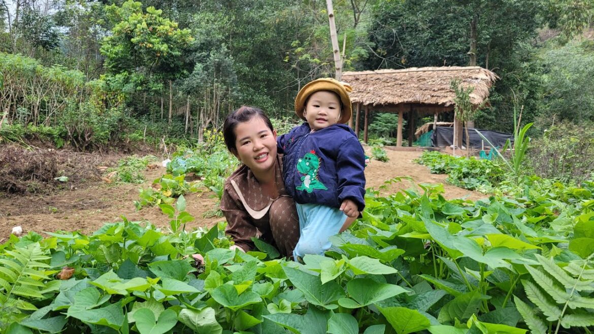 Vegetable gardening, sweet potato growing, daily life with my daughter | single mother