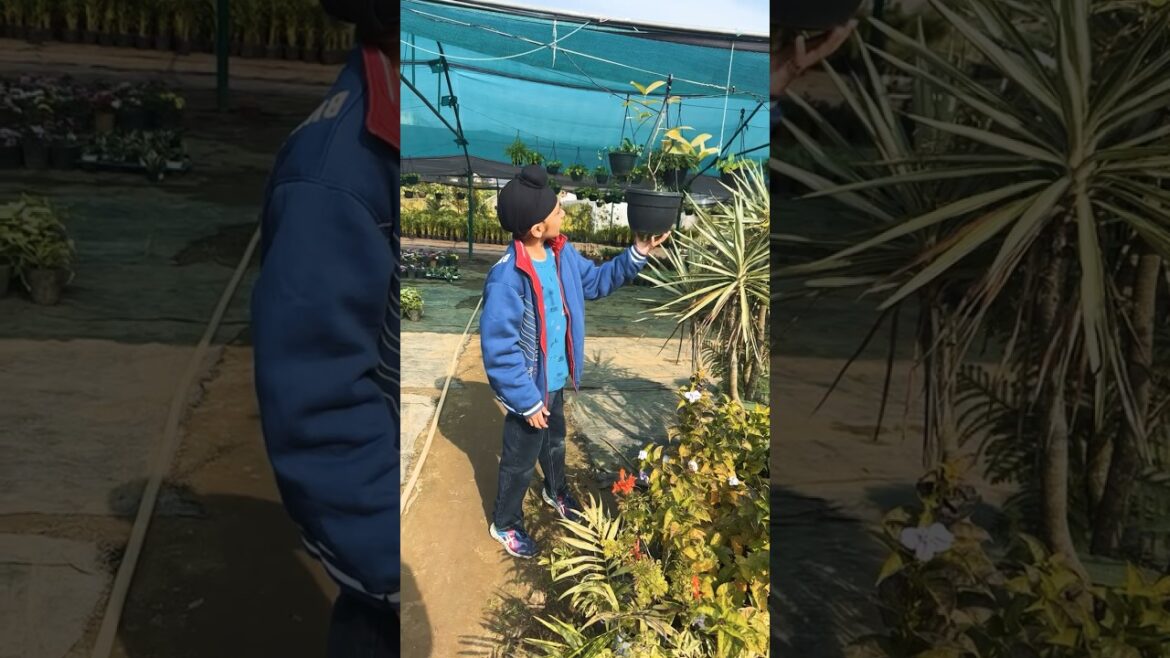 Garden lovers || Mankirat maan || #shortsfeed #trending #viral #youtube #shorts #youtubeshorts Garden lovers || Mankirat maan || #shortsfeed #trending #viral #youtube #shorts #youtubeshorts