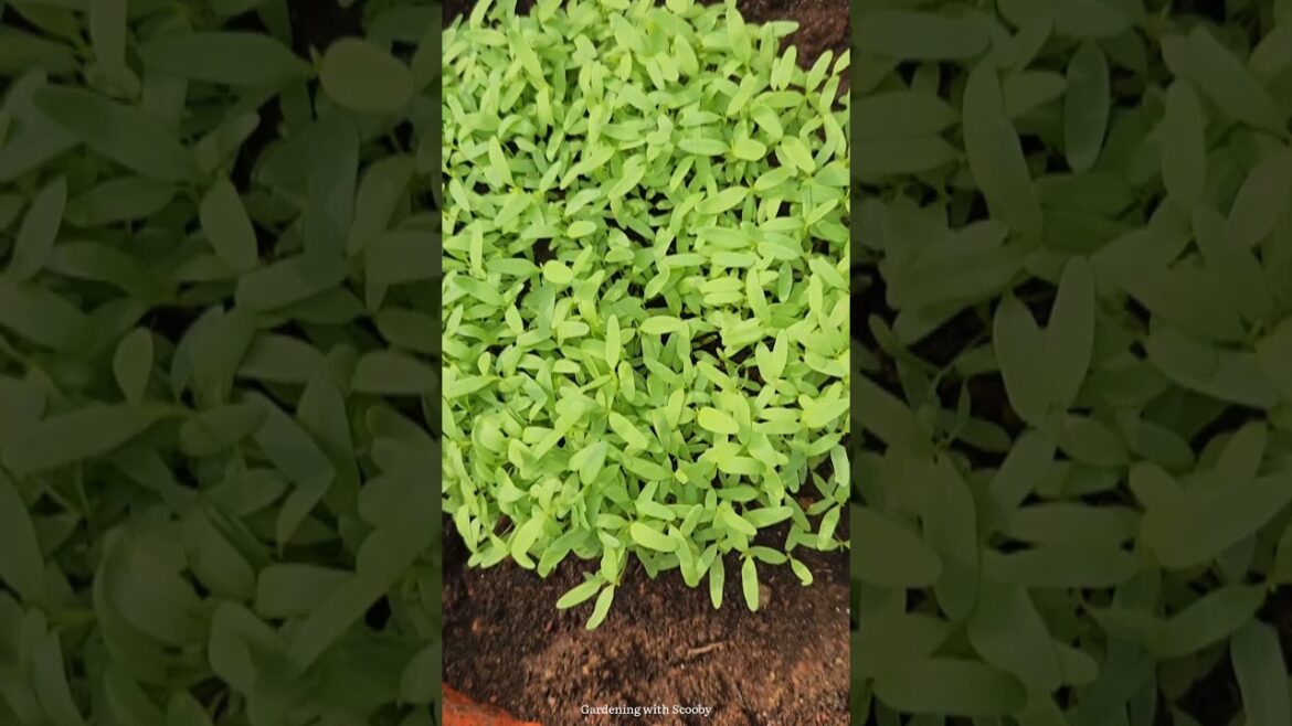 Keerai / Microgreens growing in Terrace Garden #shorts #keerai #keeraigrowing #microgreens #garden