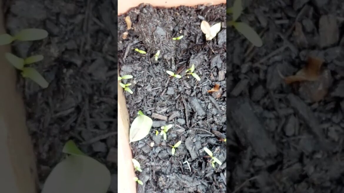 #grow#veggie#backyard#containergardening#small #indoorplantplantnursery #balconygarden#spinach#palak