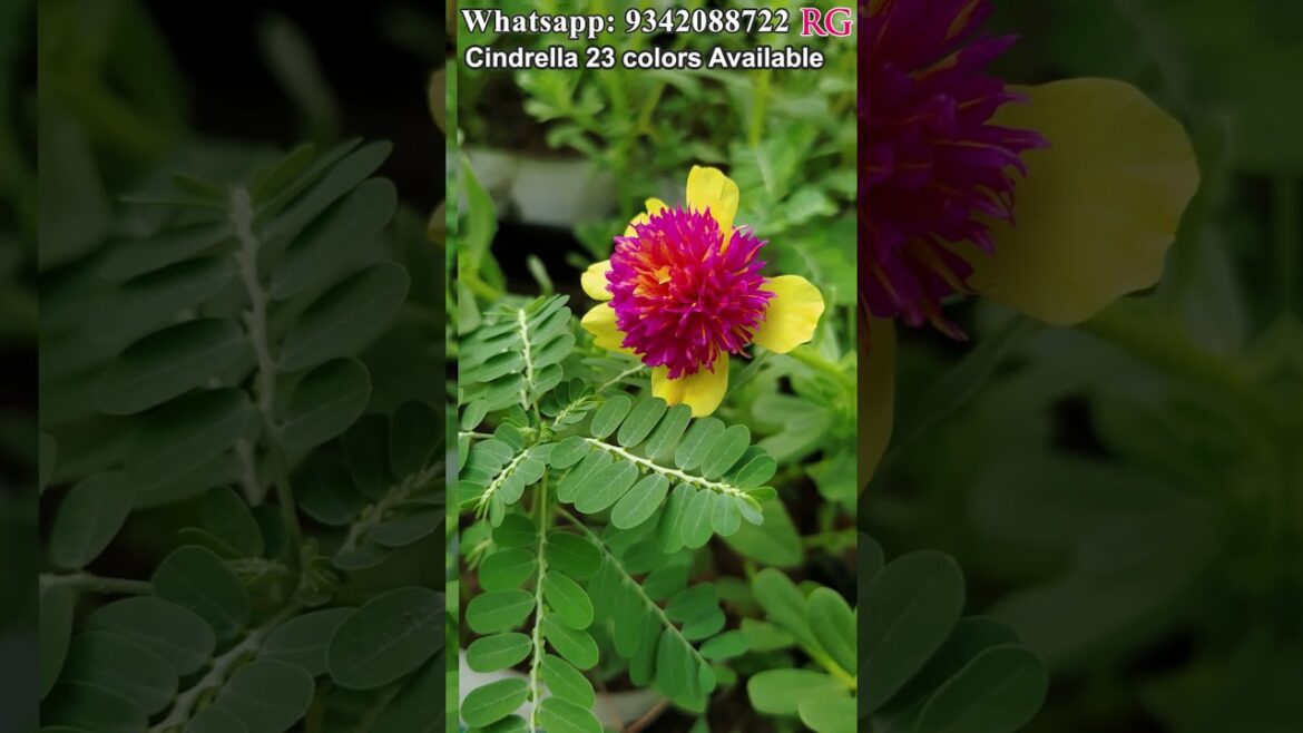 #Cindrella  | Cindrella cuttings available | #Portulaca #Pathumani #onlinesale