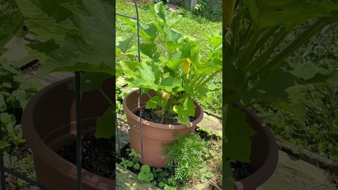 Thrilling Backyard Garden Update: Discover the Abundant Progress, Harvests & New Development #shorts Thrilling Backyard Garden Update: Discover the Abundant Progress, Harvests & New Development #shorts