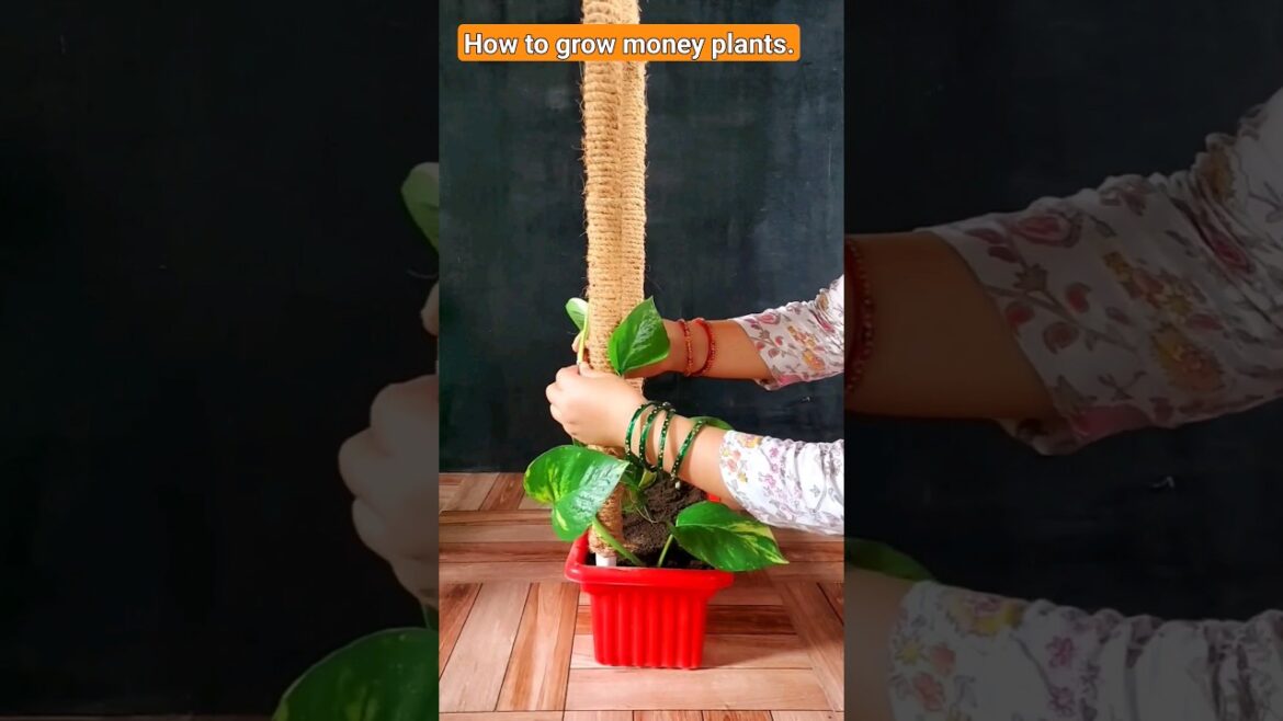 #howtogrowmoneyplants #moneyplants #gardening #gardentips #plants #houseplants #shortsvideo