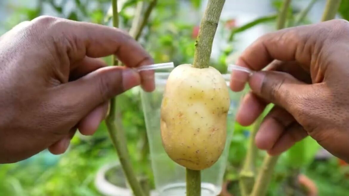 Gardening hacks: Potato growing tips and methods Gardening hacks: Potato growing tips and methods