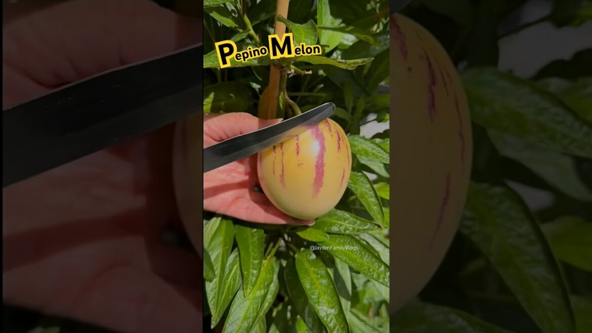 Pepino Melon 🍈😱 #shorts #satisfying #fruit #fruitcutting #melon #fyp #pepino #enjoy