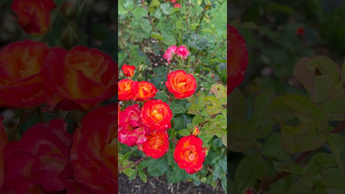 Orange rose garden 🥀🍃🥀#rose #garden #trending #trend #viral #yt #youtubeshorts #youtube #nature